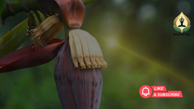 Resilience is Blooming