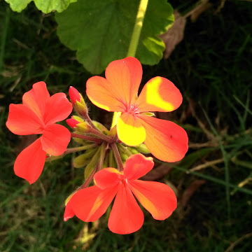 Profile photo of manishamore