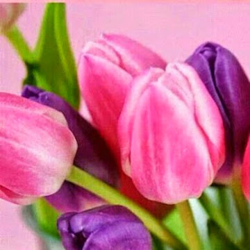 Profile photo of M Azeezulla